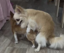 ��������. ����