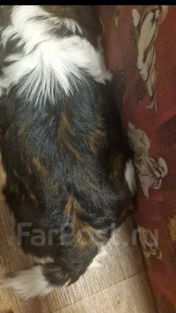 ��-���. ����