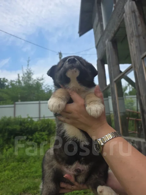 �����. ����