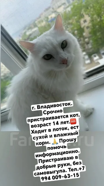�����. ����