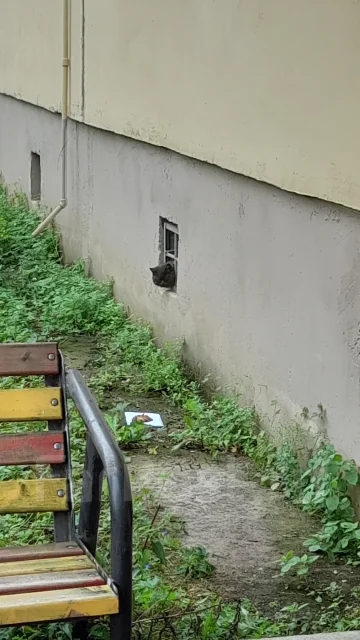 �����. ����