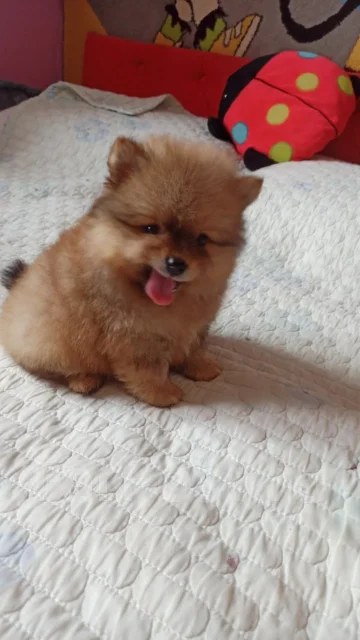 ����. ����