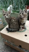 �����. ����