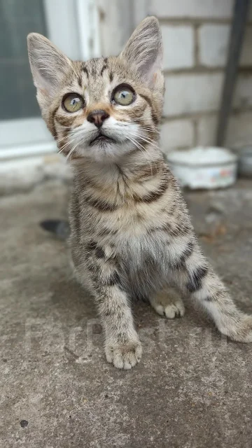 �����. ����