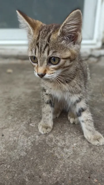 �����. ����