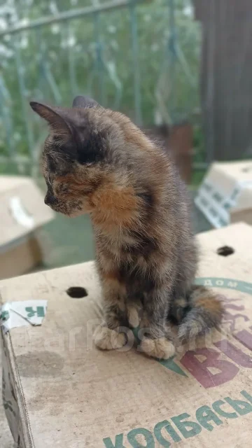 �����. ����