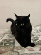 �����. ����