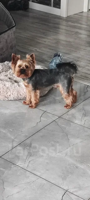 ����������� ������. ����