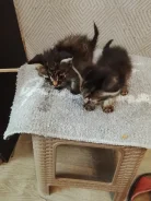 �����. ����