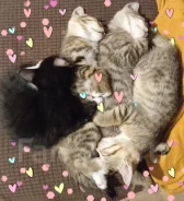 �����. ����