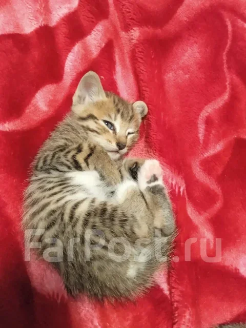 �����. ����