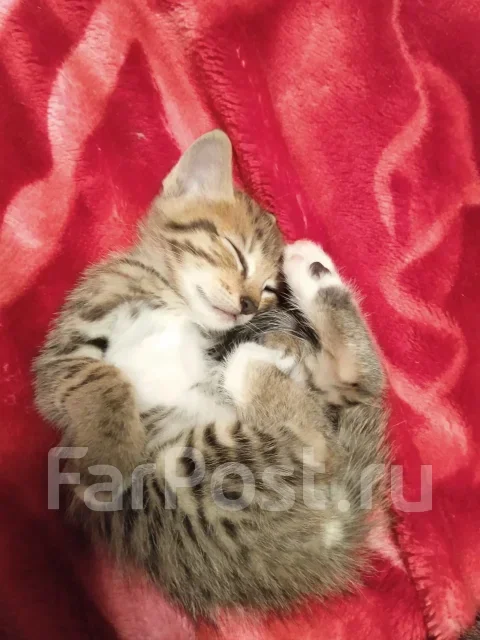 �����. ����