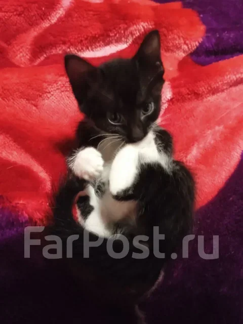�����. ����