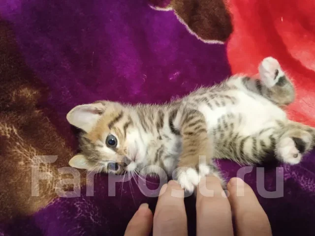 �����. ����