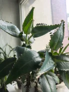 ����� �������� ����
