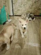 ��������� �����. ����