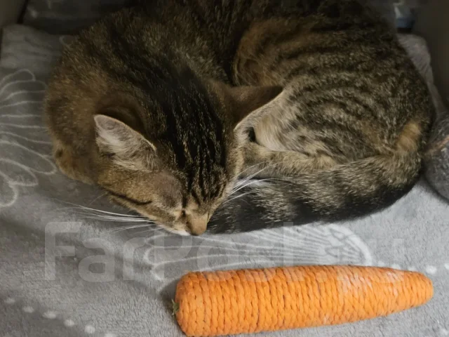�����. ����