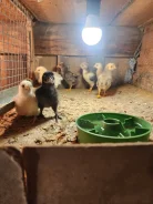 ����. ����