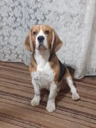 �����. ����