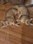���������� �����. ����