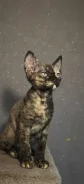 ����� ����. ����