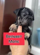 ����. ����
