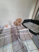 ����. ����