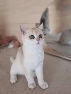 ���������� �����. ����