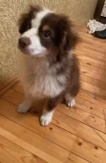 ����������� ������������ �������. ����