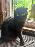 �����. ����