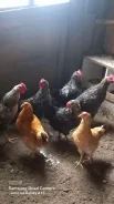 ����. ����