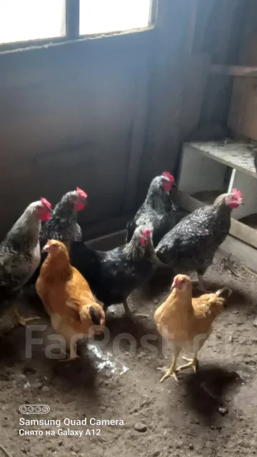 ����. ����