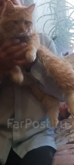�����. ����