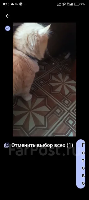 �����. ����