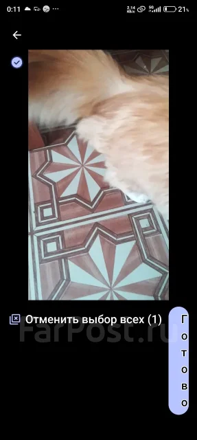 �����. ����