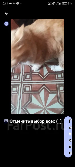 �����. ����