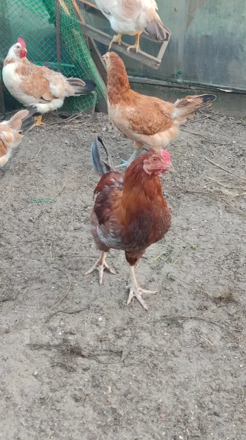 ����. ����