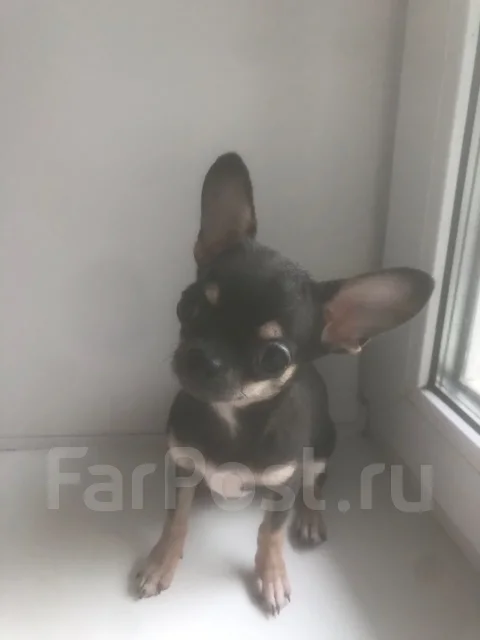 ��������. ����