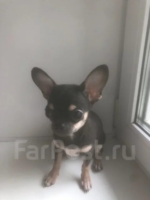 ��������. ����