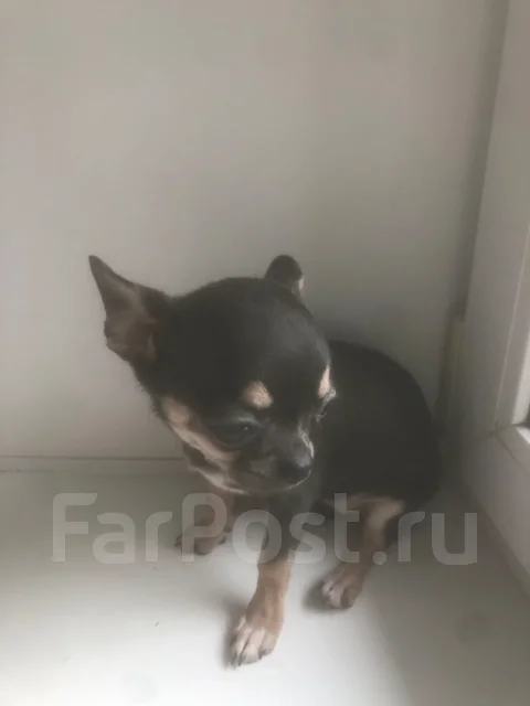 ��������. ����