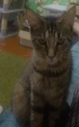 ����� ������� ����