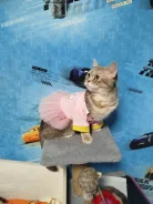 ���������� �����. ����