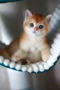 ���������� �����. ��� ����� �� ���������� ����