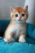 ���������� �����. ��� ����� �� ���������� ����