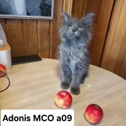 ����-���. ����