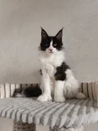 ����-���. ����