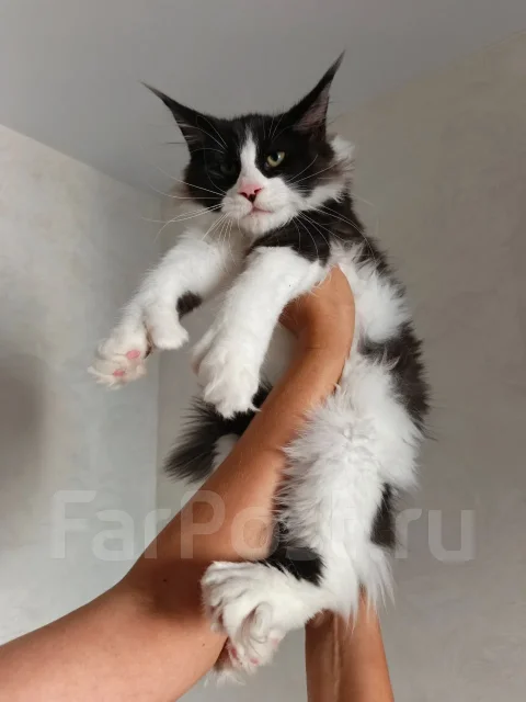 ����-���. ����