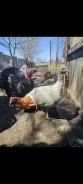 ������. ����