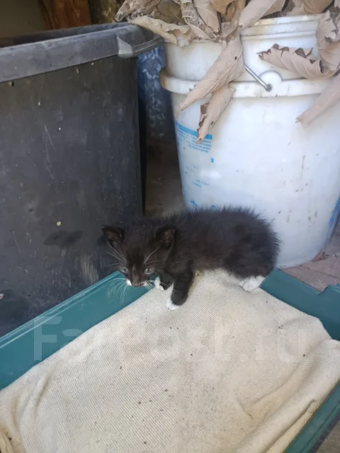 �����. ����