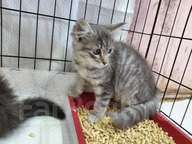������� � ������ ���� ����